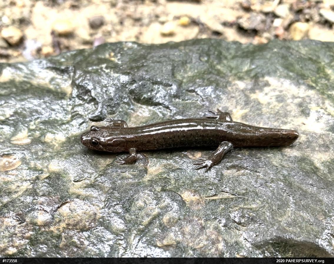 Northern Dusky Salamander