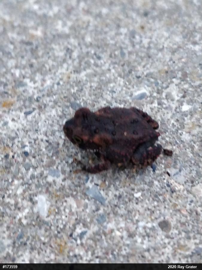 Eastern American Toad