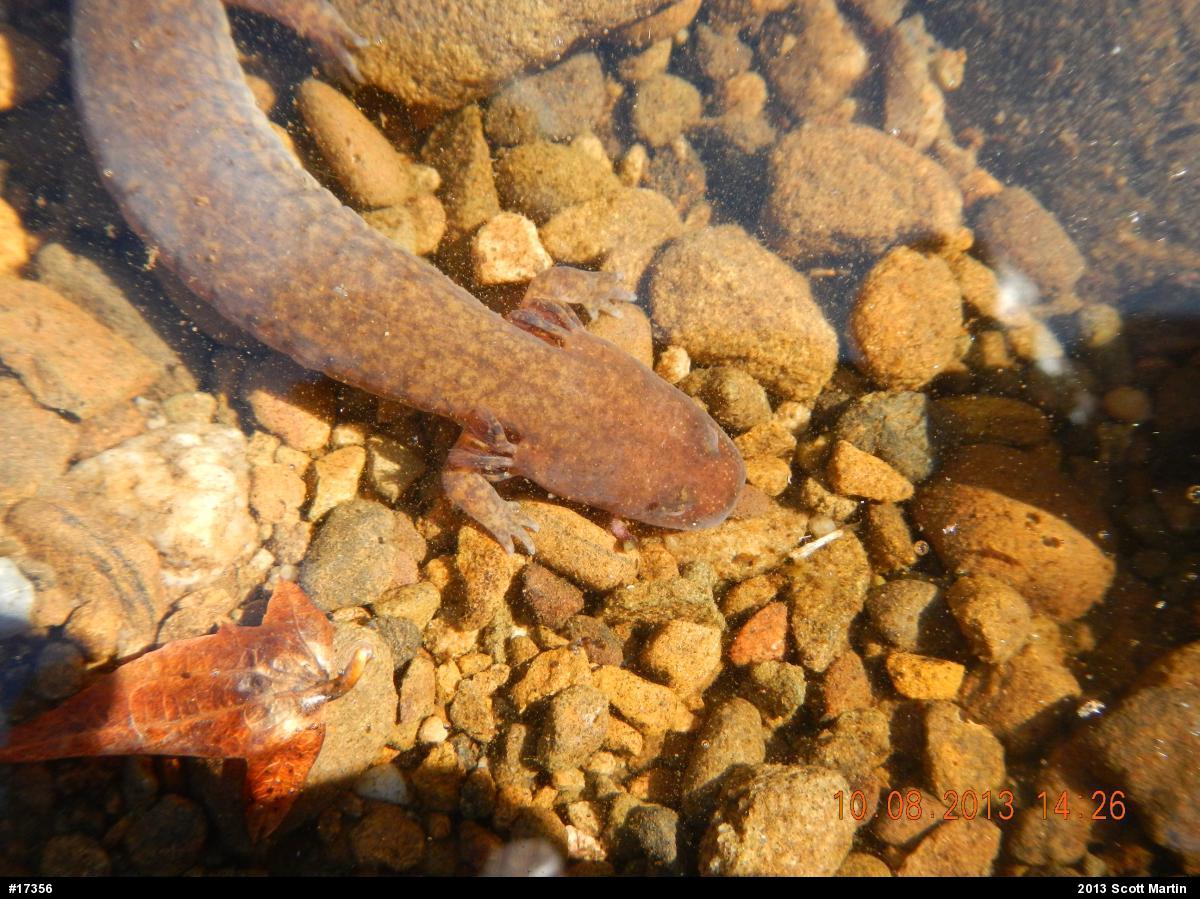 Northern Spring Salamander