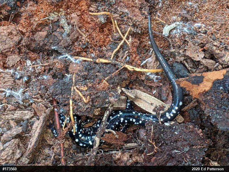 Northern Slimy Salamander