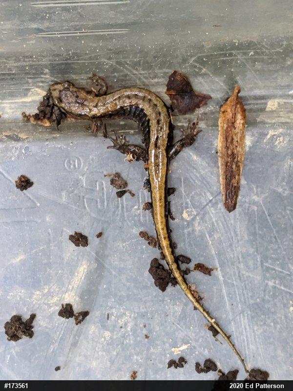 Allegheny Mountain Dusky Salamander