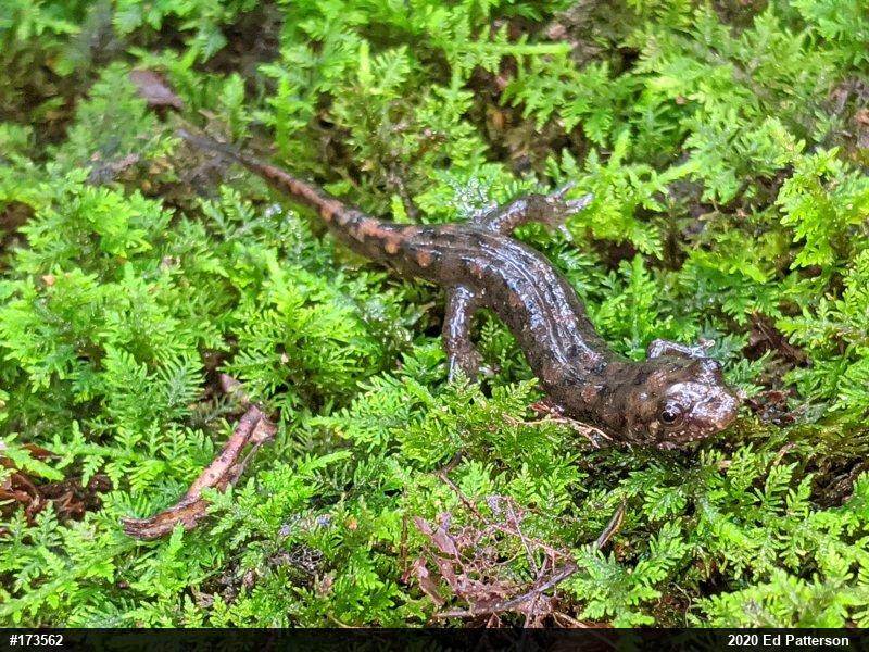Seal Salamander