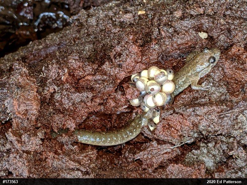 Northern Dusky Salamander