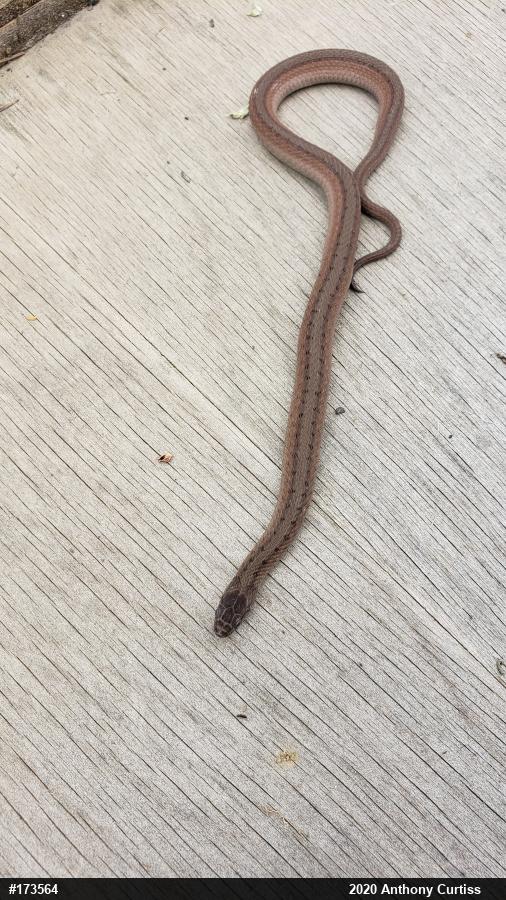 Dekay's Brownsnake