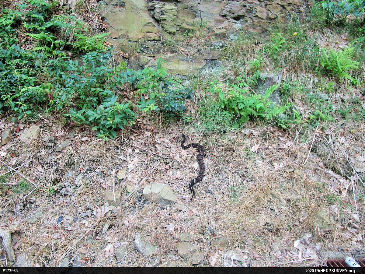 Timber Rattlesnake