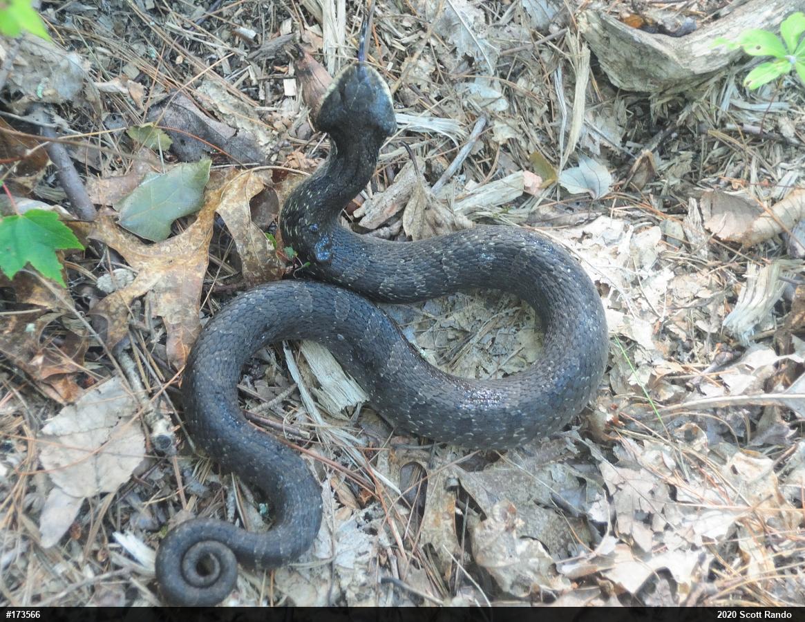 Eastern Hog-nosed Snake