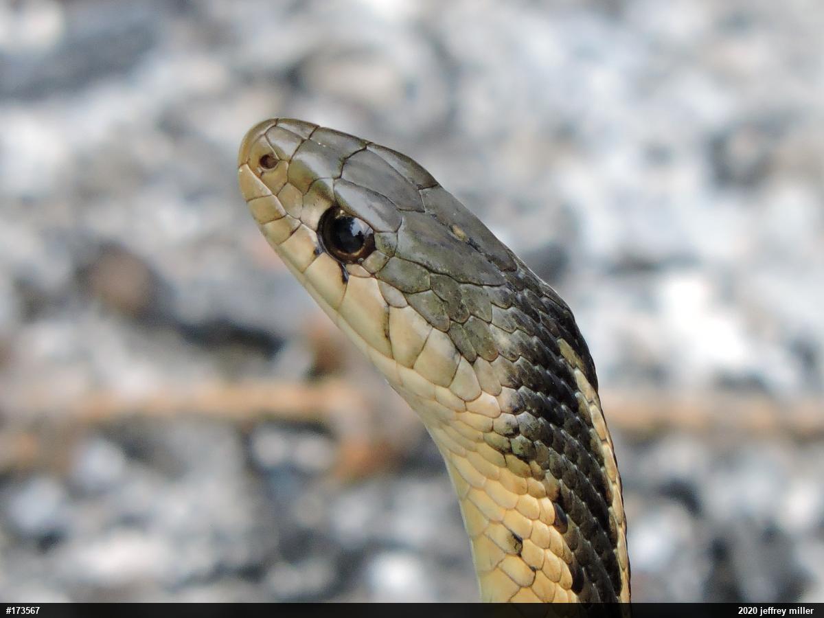 Eastern Gartersnake