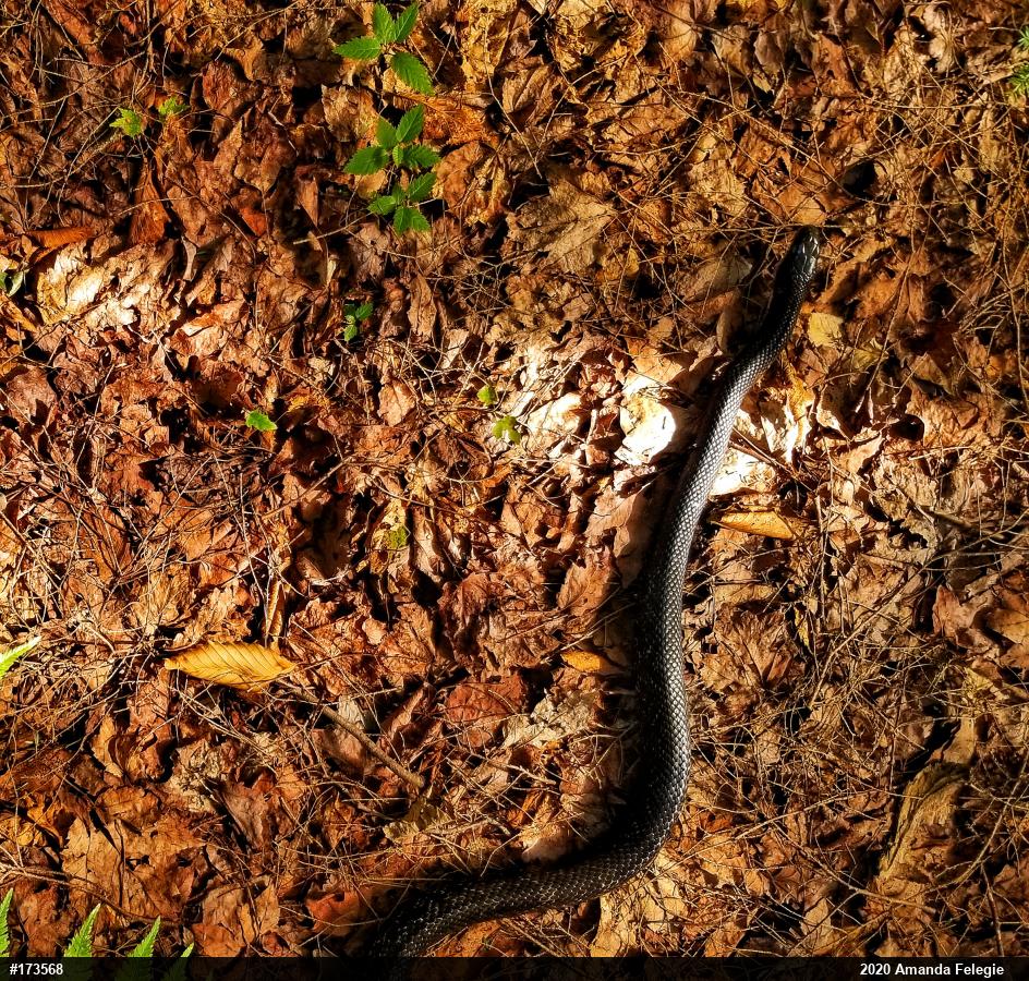 Eastern Ratsnake