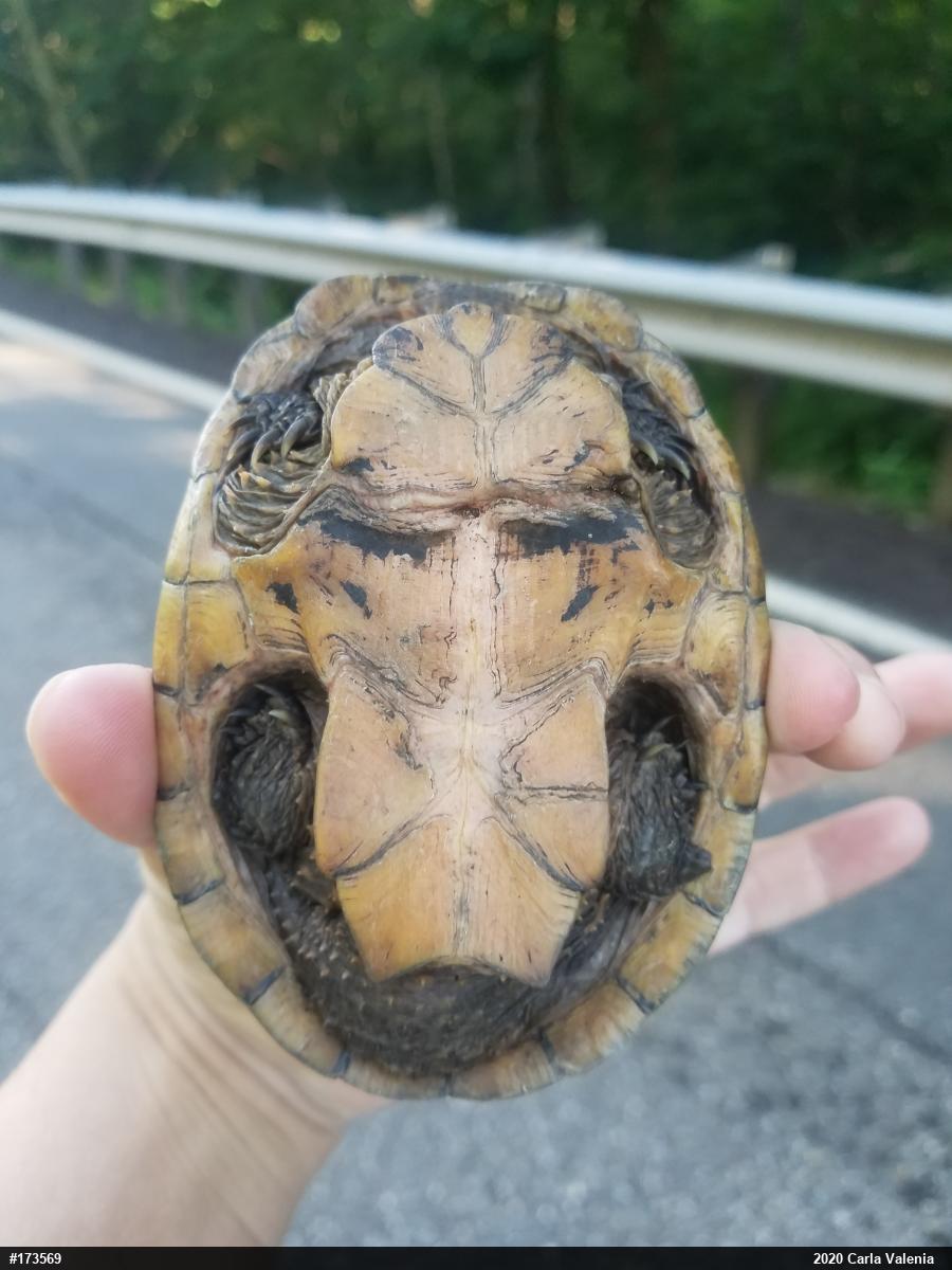 Eastern Musk Turtle