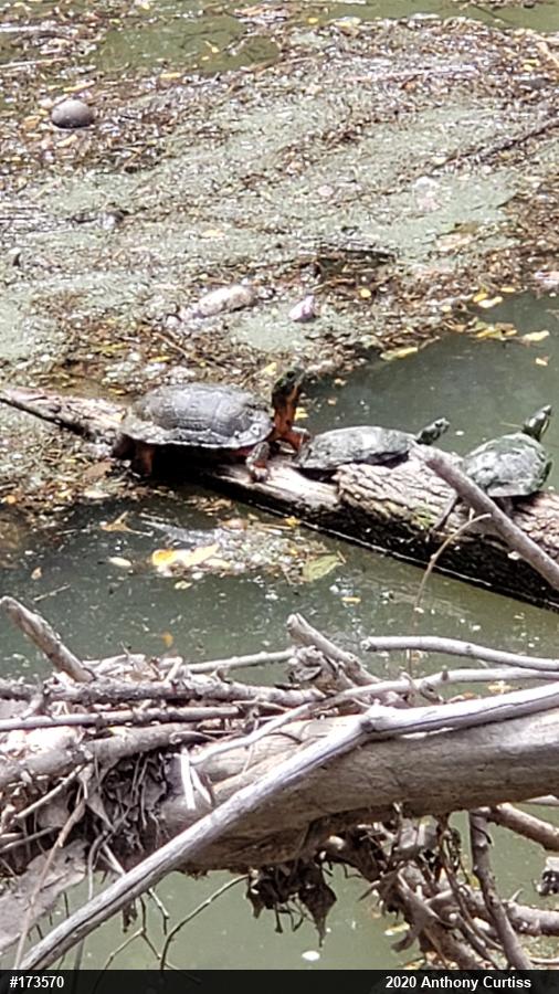 Wood Turtle