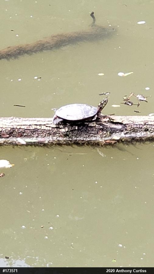 Painted Turtle