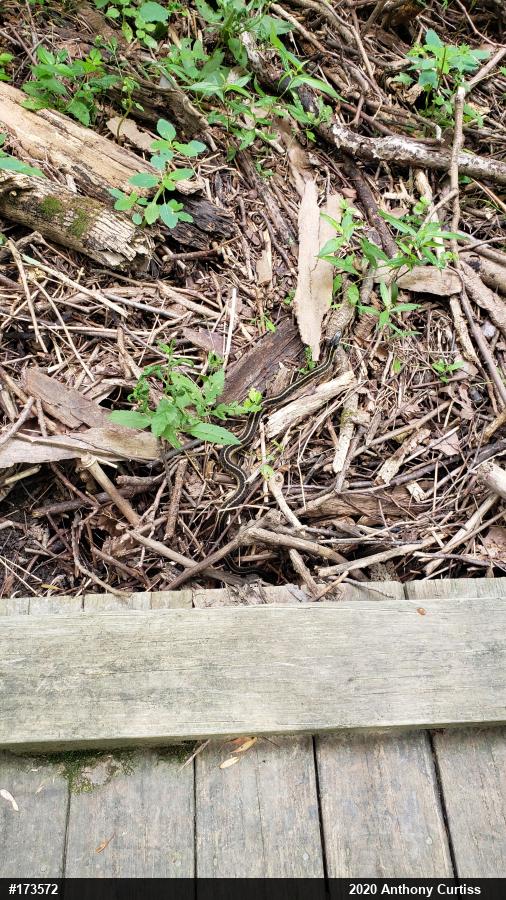 Eastern Gartersnake