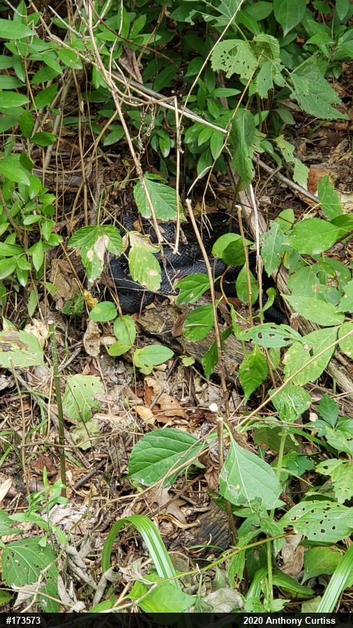 Eastern Ratsnake