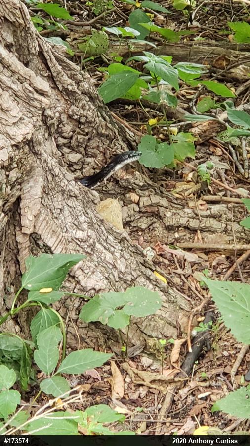 Eastern Ratsnake