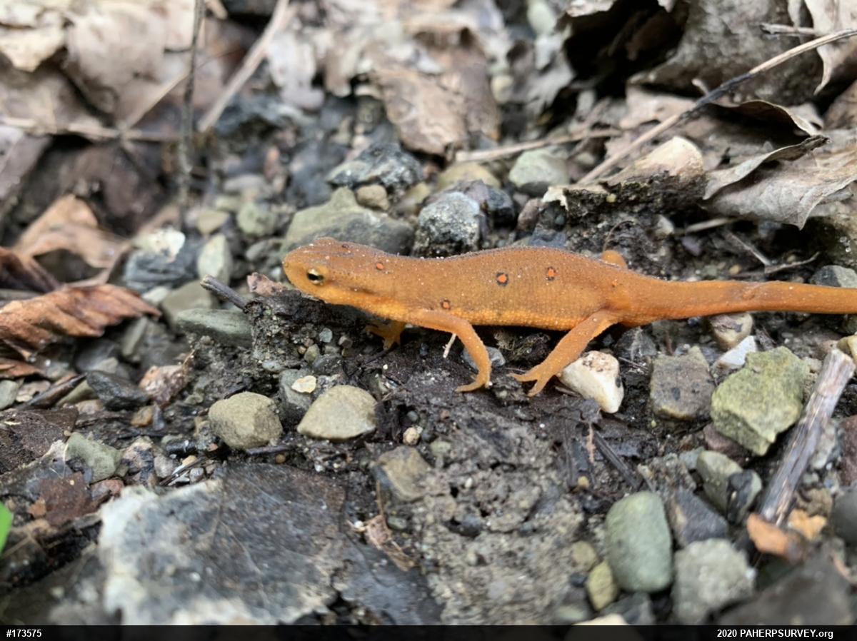 Red-spotted Newt