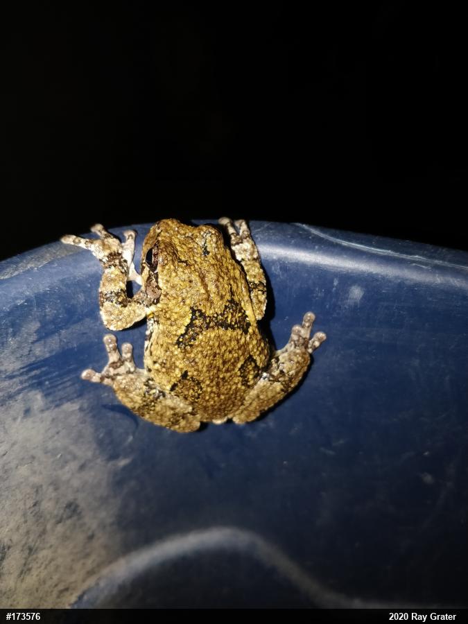Unknown Gray Treefrog