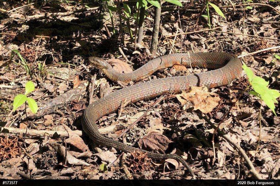 Northern Watersnake