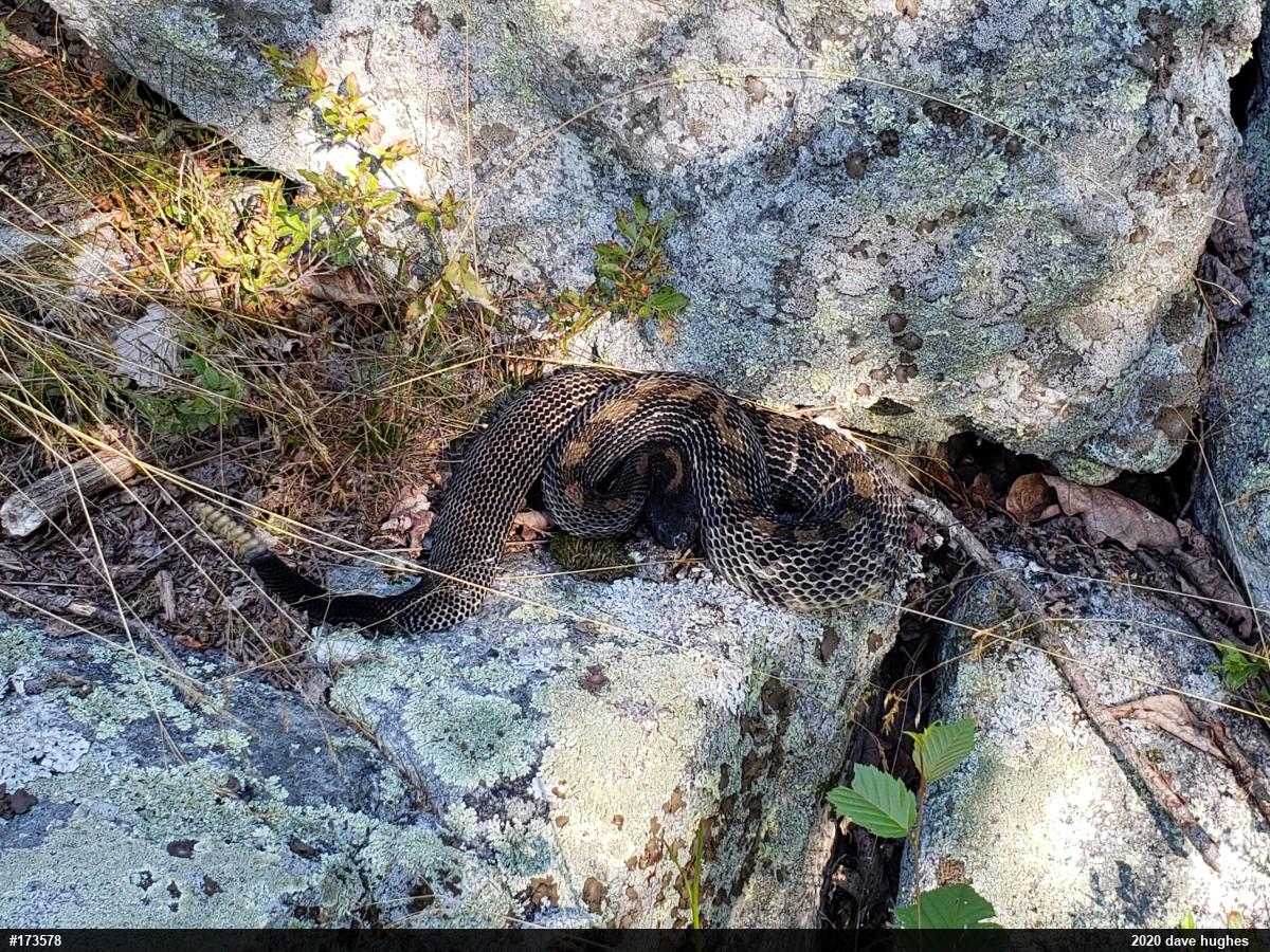 Timber Rattlesnake