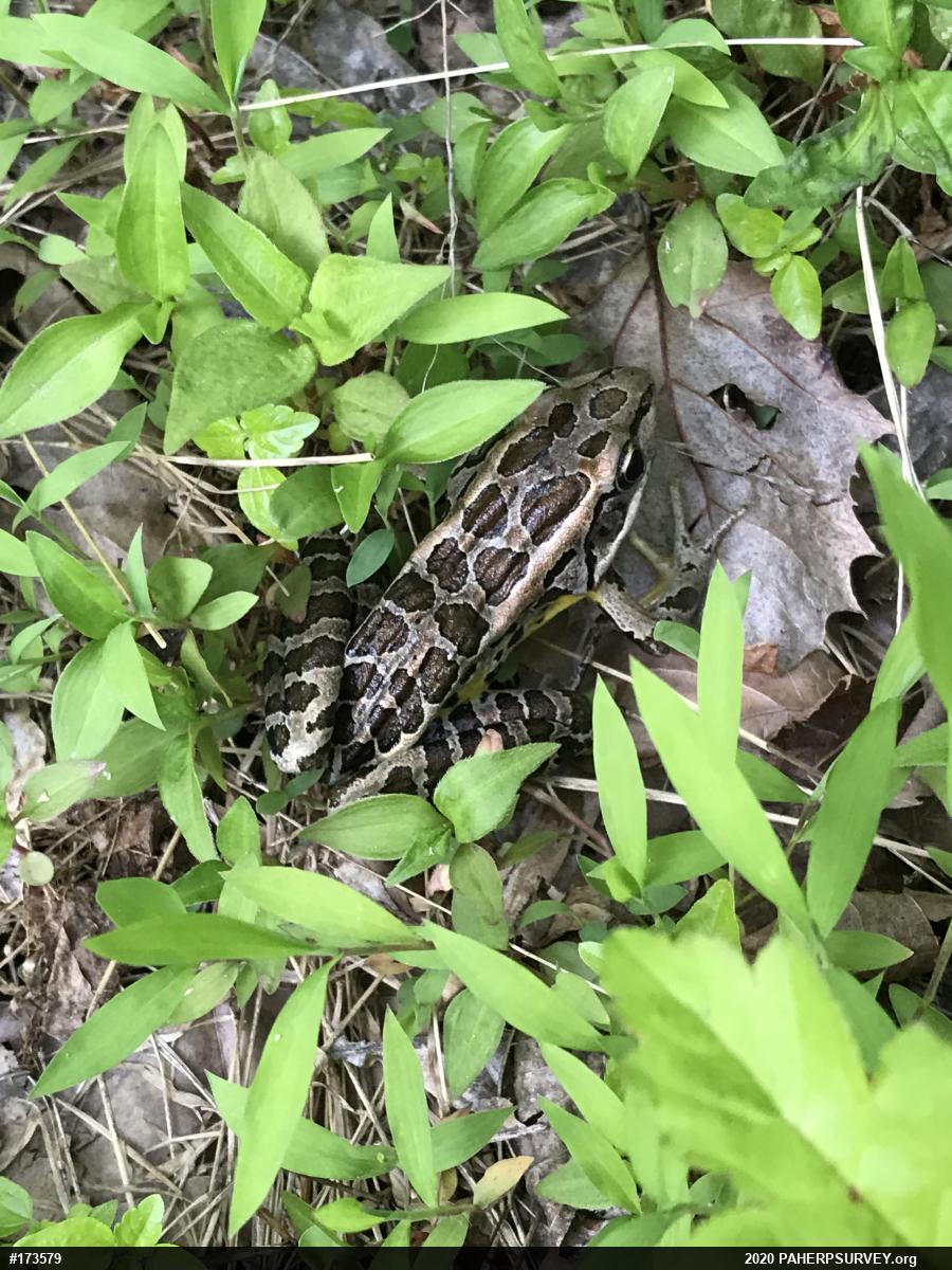 Pickerel Frog