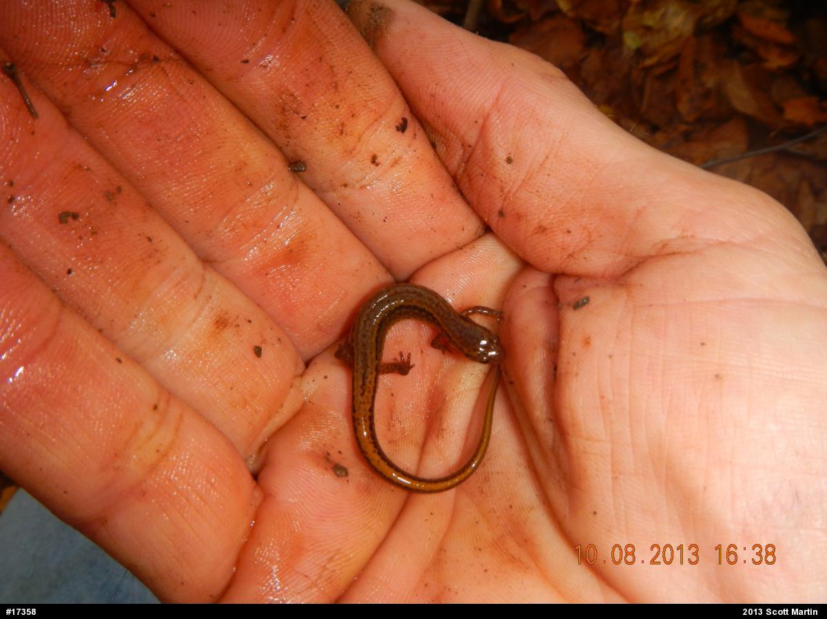 Northern Two-lined Salamander