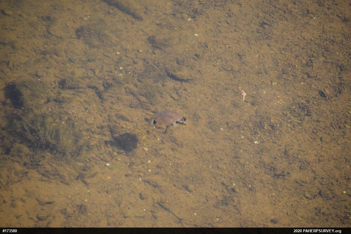 Eastern Spiny Softshell
