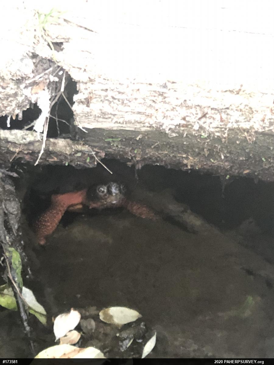Wood Turtle