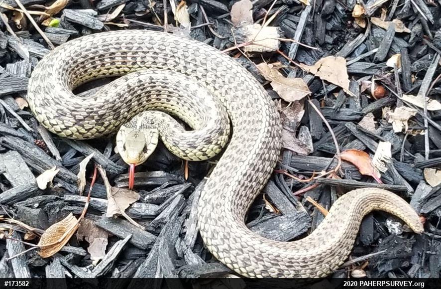 Eastern Gartersnake