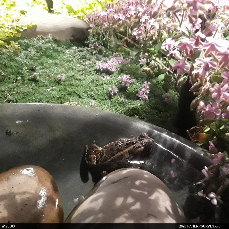 Fowler's Toad