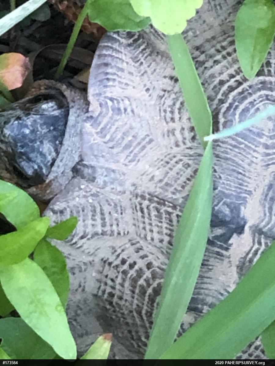 Wood Turtle