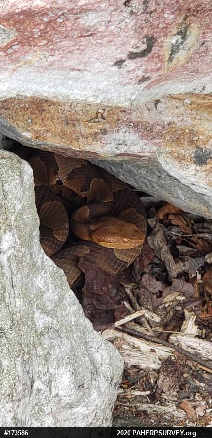 Northern Copperhead