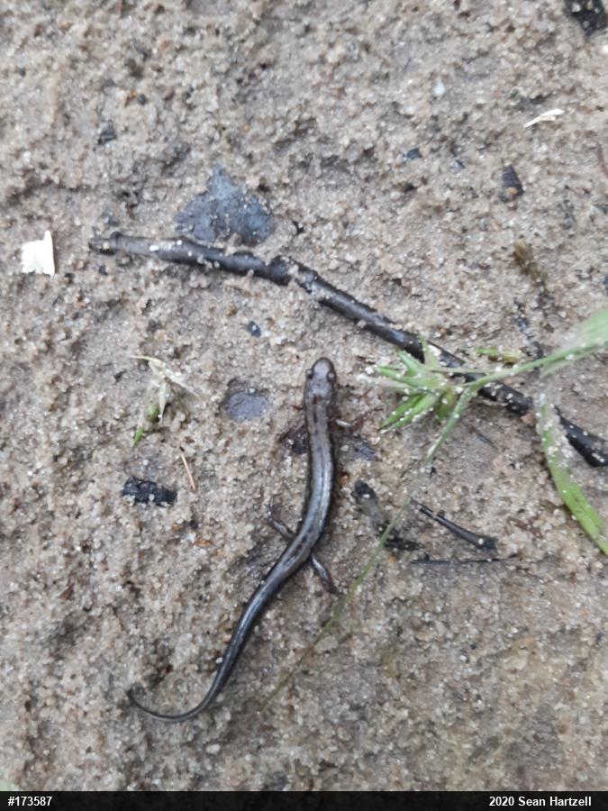 Allegheny Mountain Dusky Salamander