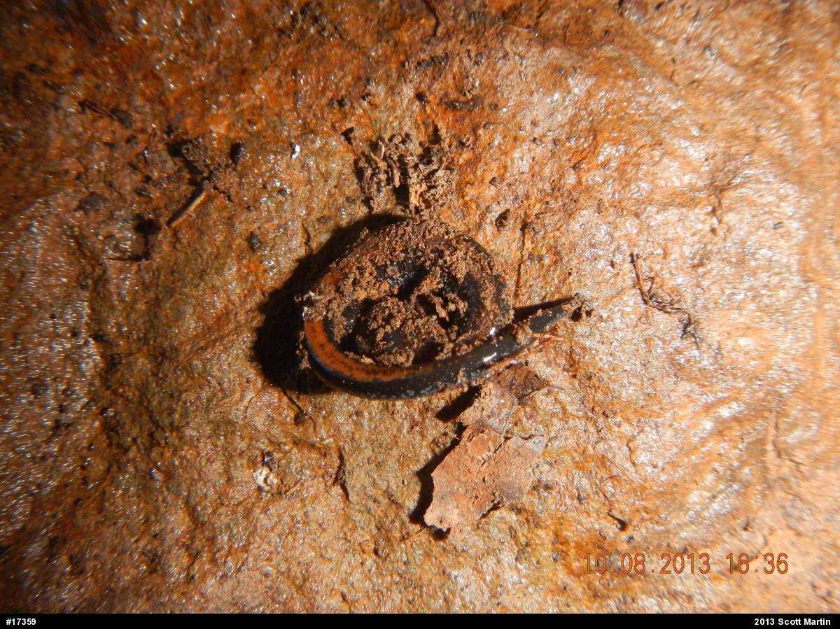 Eastern Red-backed  Salamander