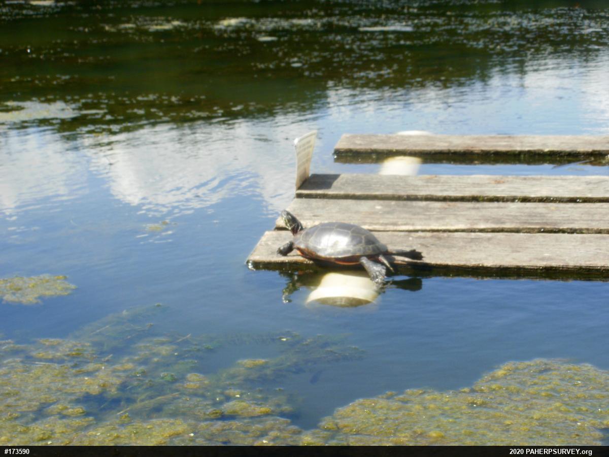 Painted Turtle
