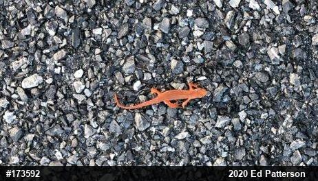 Red-spotted Newt