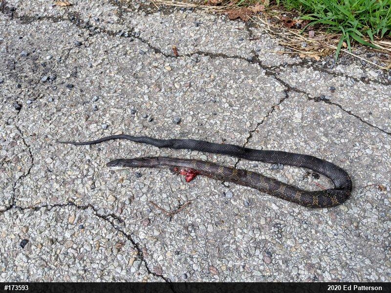 Eastern Ratsnake