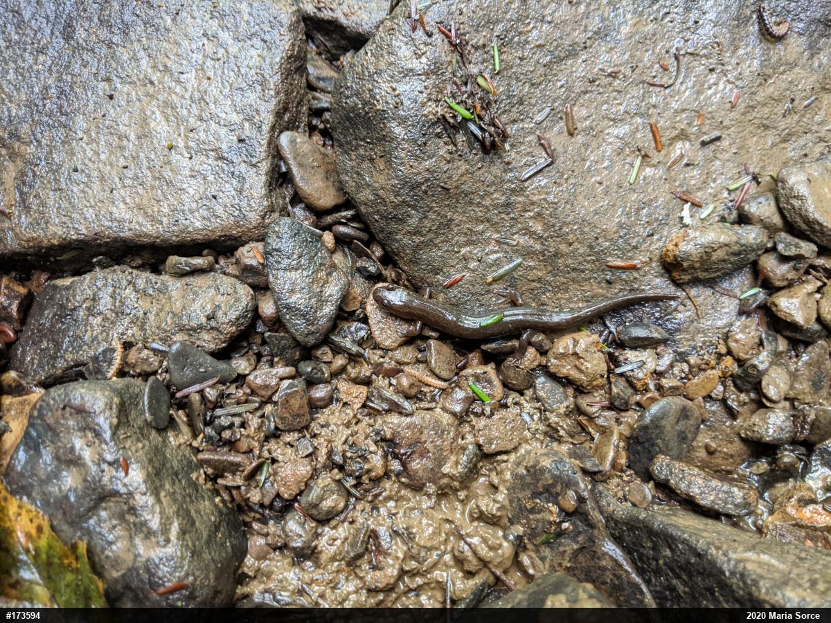 Northern Dusky Salamander