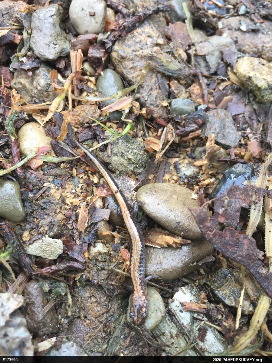 Eastern Red-backed  Salamander