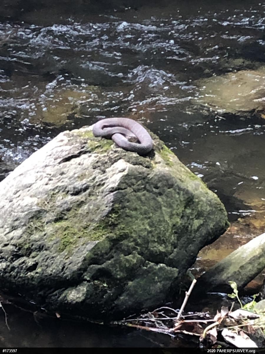 Northern Watersnake