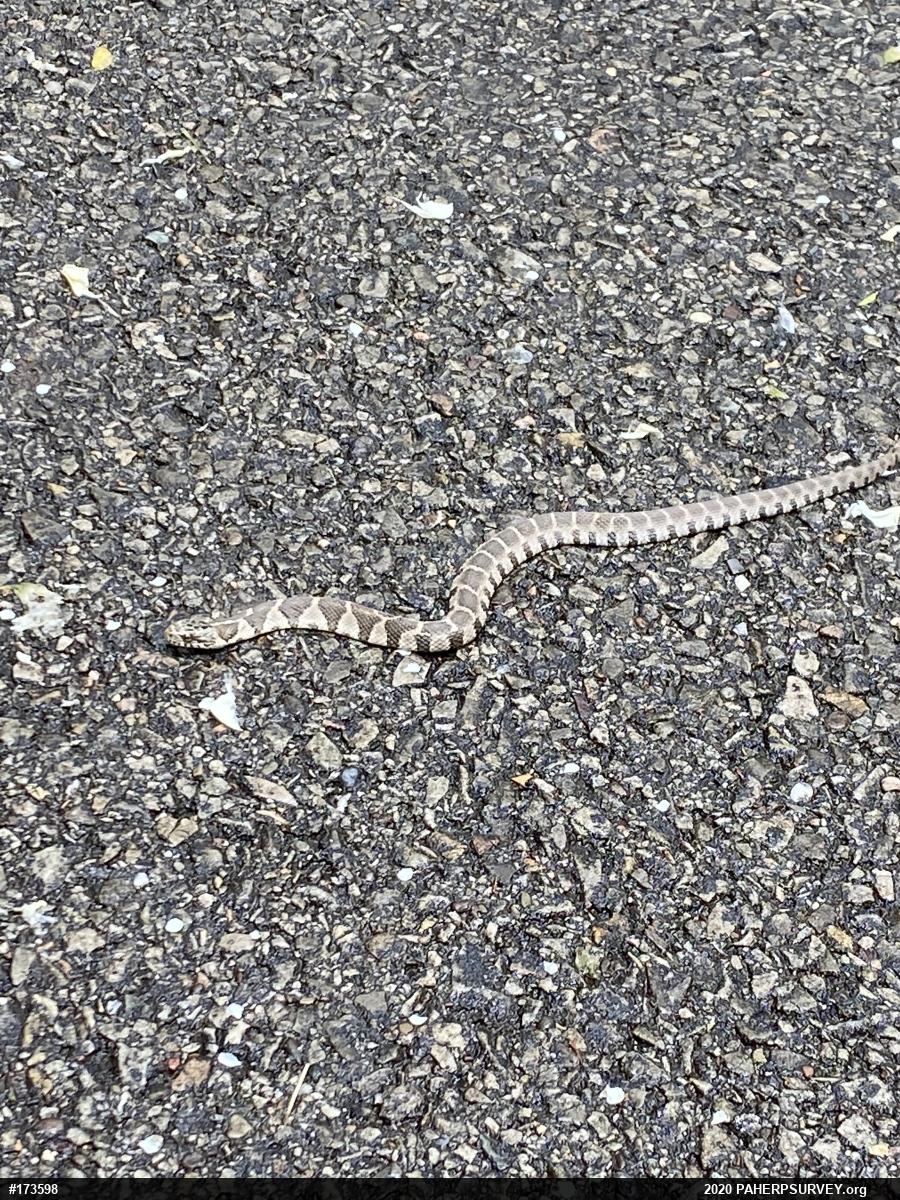 Northern Watersnake