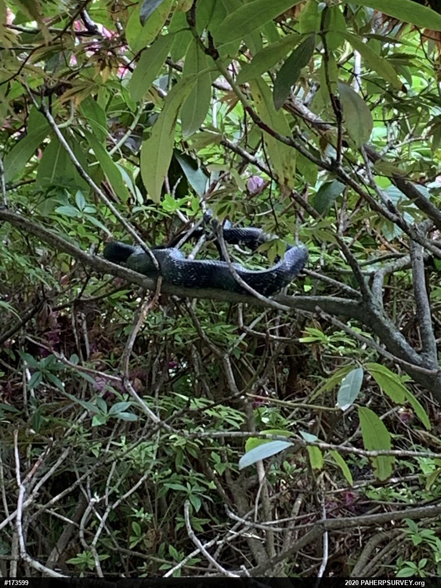 Eastern Ratsnake