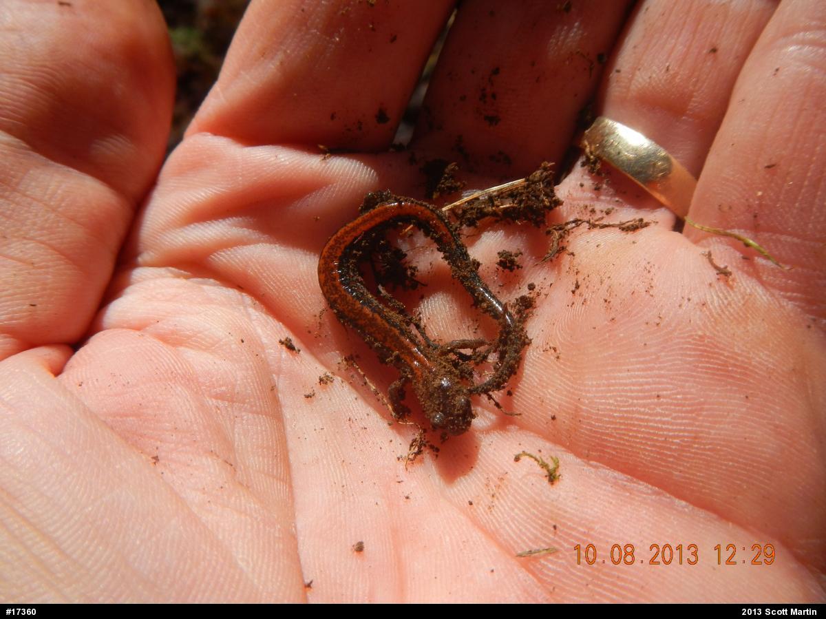 Eastern Red-backed  Salamander