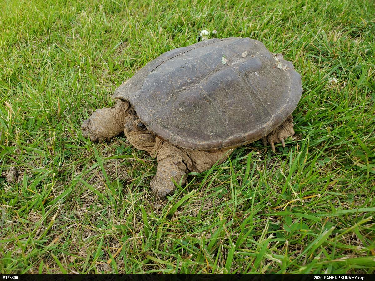 Snapping Turtle