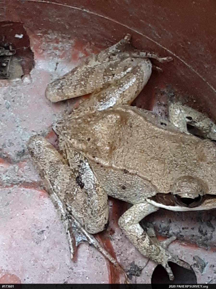 Wood Frog