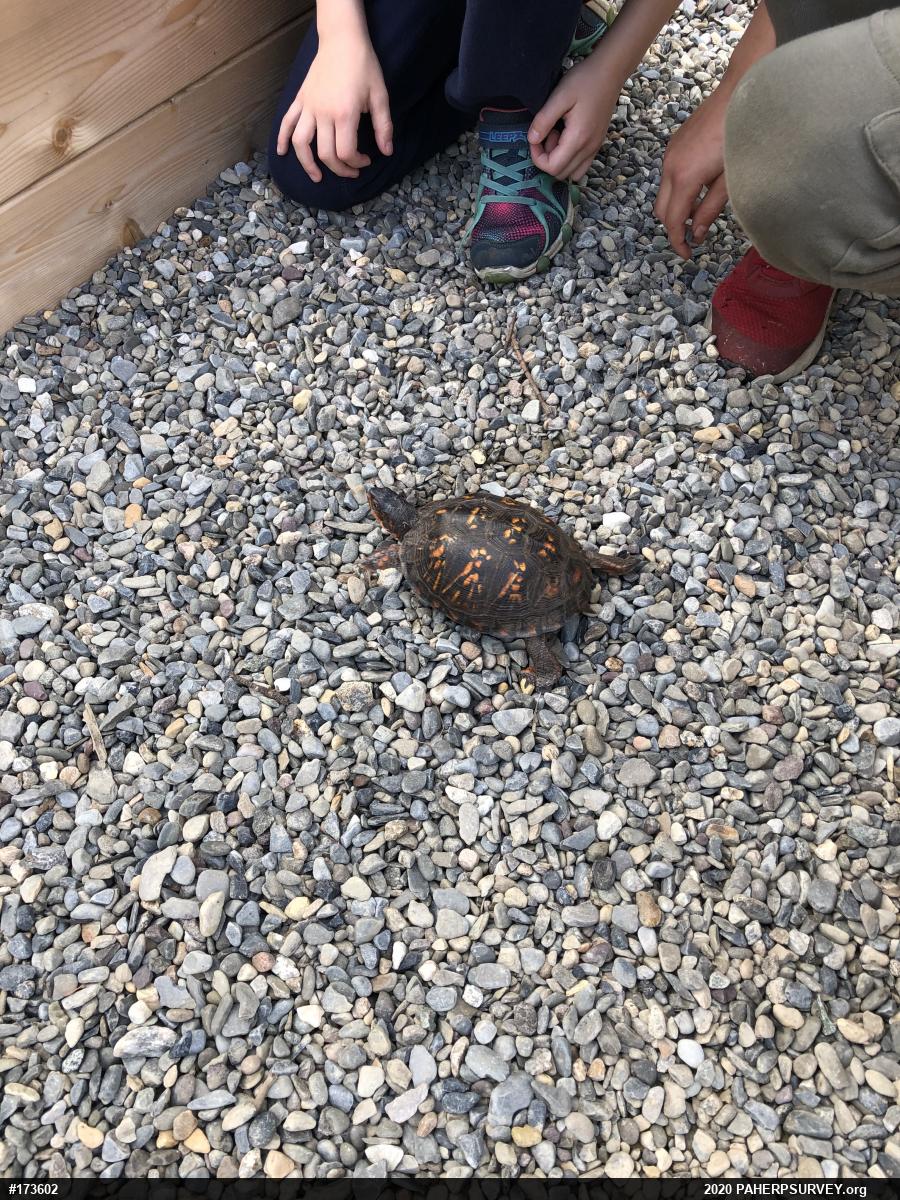 Eastern Box Turtle
