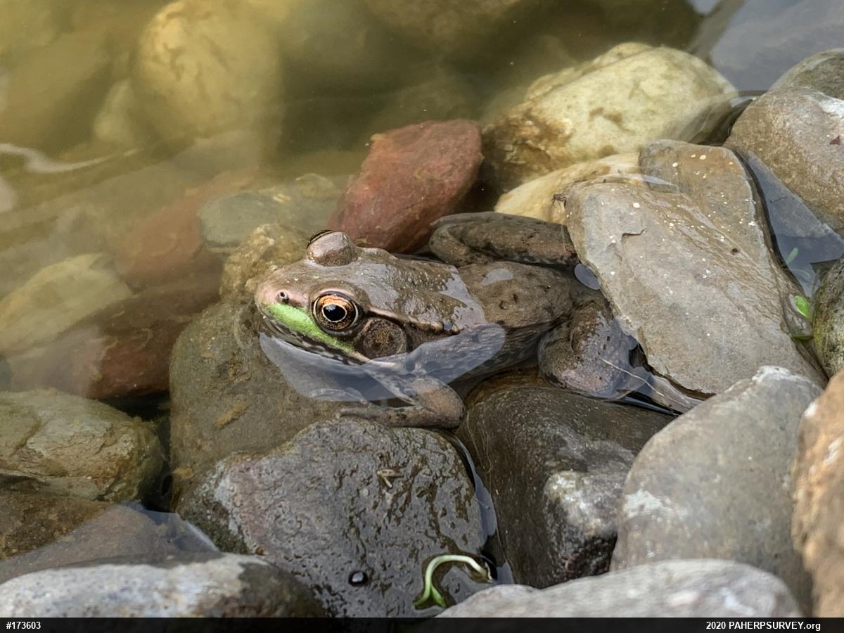 Green Frog