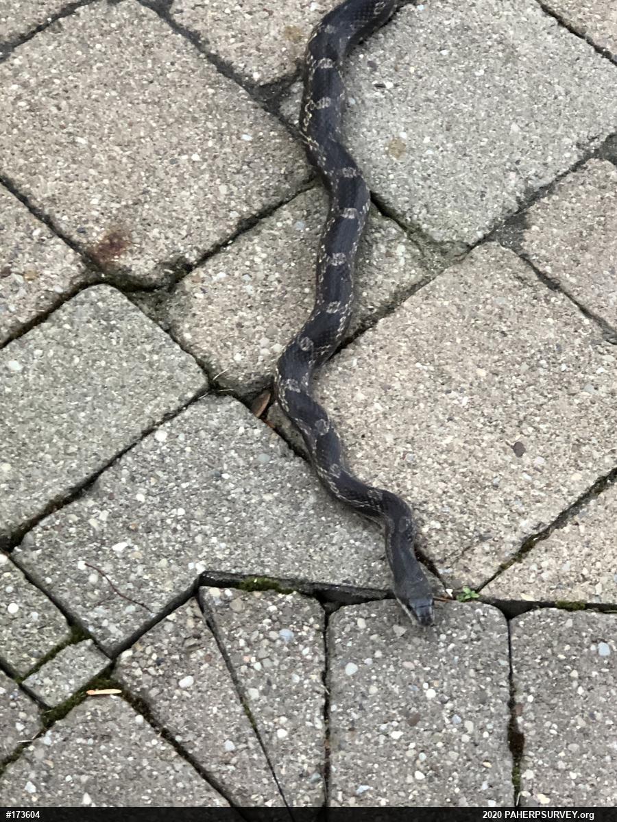Eastern Ratsnake