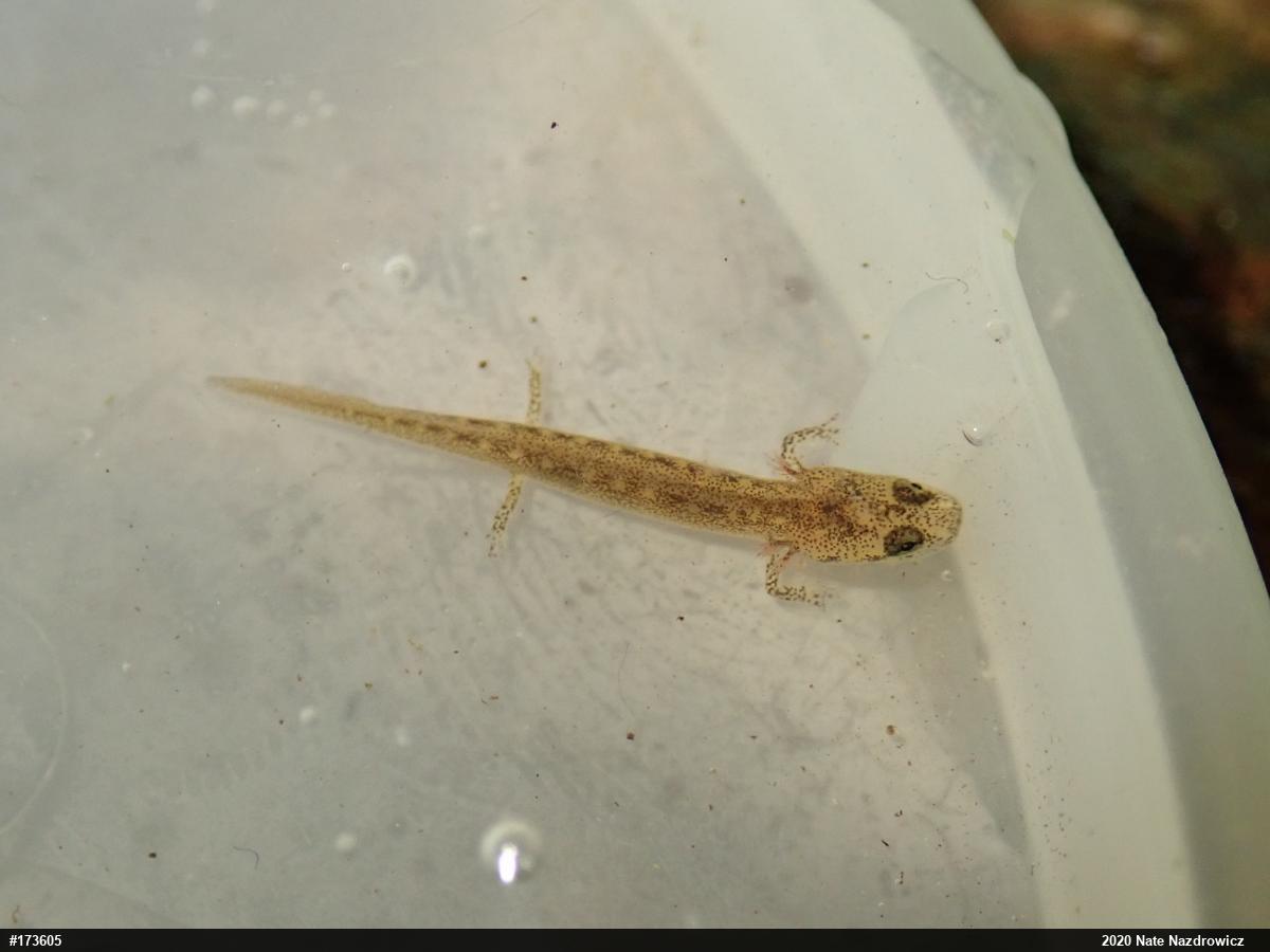 Northern Two-lined Salamander