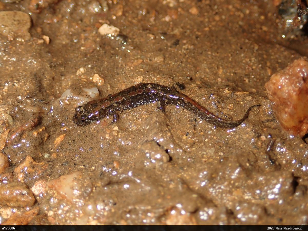 Northern Dusky Salamander