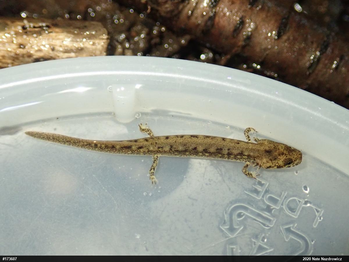 Northern Two-lined Salamander