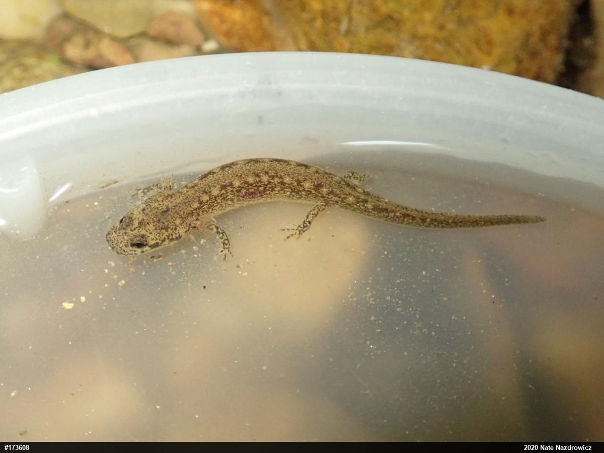 Northern Two-lined Salamander